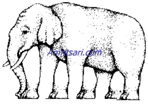 elephant leg count illusion